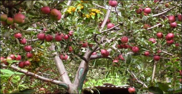 An apple orchard in Kinnaaur , Himachal Pradesh