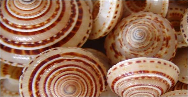 Products made from sea-shells is a popular offering