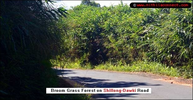 broom_grass_forest_shillong