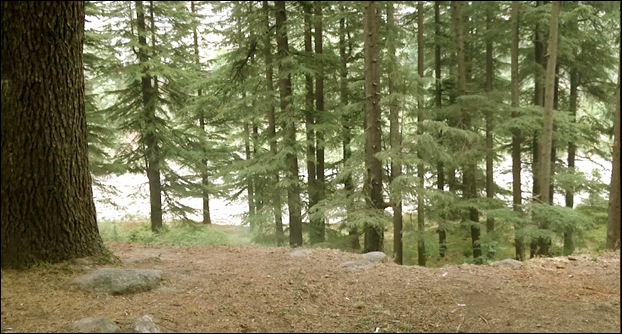 Van Vihar is a forest of Deodar trees  and a must visiting place.