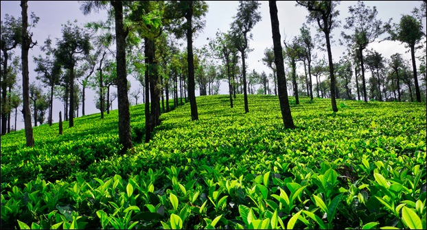 Indian Tea Estates are located in Assam and Kerala
