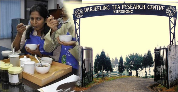 Tea Tasting Institutes offer short term certificateand diploma courses in India