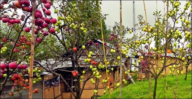 An apple garden in Bomdila
