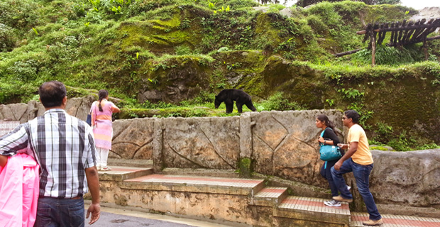 Tourists watching the Himalayan Black Bear in Darjeeling Zoo