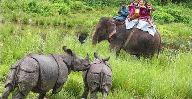 Kaziranga is famous for one horn rhino's