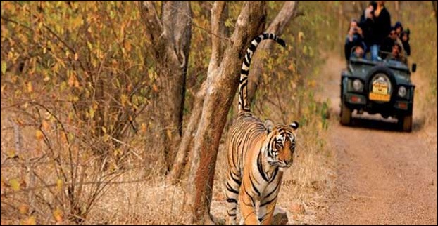 Kaziranga is also a place to see tigers in natural habitat