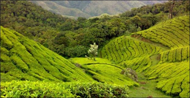 Munnar lush green valley of tea estates