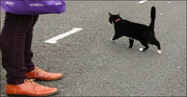 Black Cat crossing your way  is considered to be a bad omen,one of the most common superstition that India still follows 