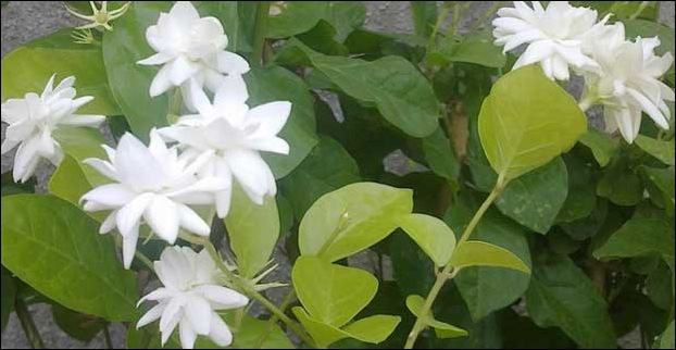 The highly scented Jasmine in Garden