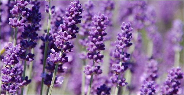 lavender_in_garden