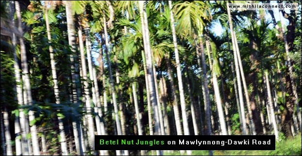 betel_nut_jungles_meghalaya