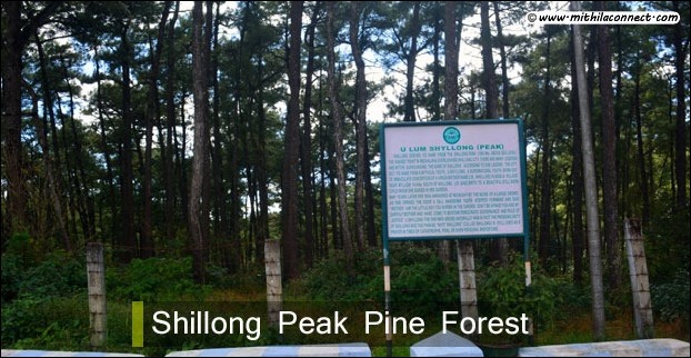 pine_forest_shillong_view_p