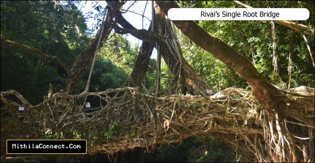 The root bridge of Dawki is made from inter-weaving of tree roots