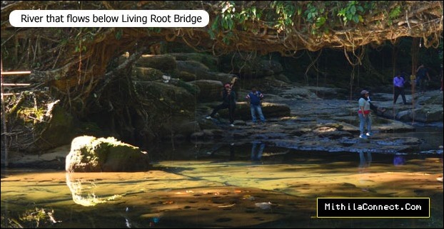 The root bridge was made by tribe to cross the Thyllong river in rainy days
