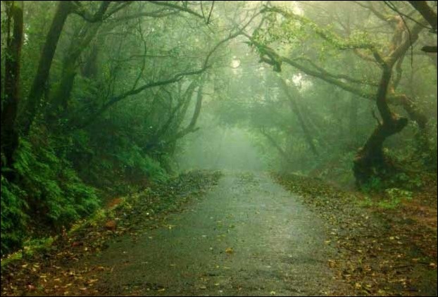 Evergreen Forests is pleasing to the honeymoon couples to Mahabaleshwar
