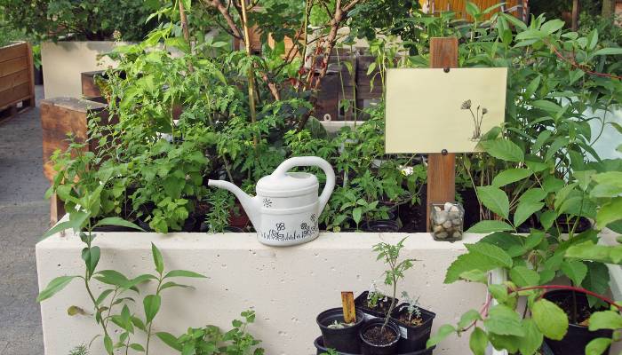 What Is Urban Family Gardening?