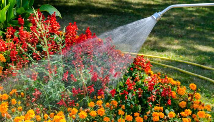 Proper watering is crucial to the health and growth of your houseplants.