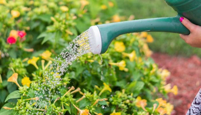 It's important to check the soil moisture level regularly to ensure that your plants are getting the right amount of water