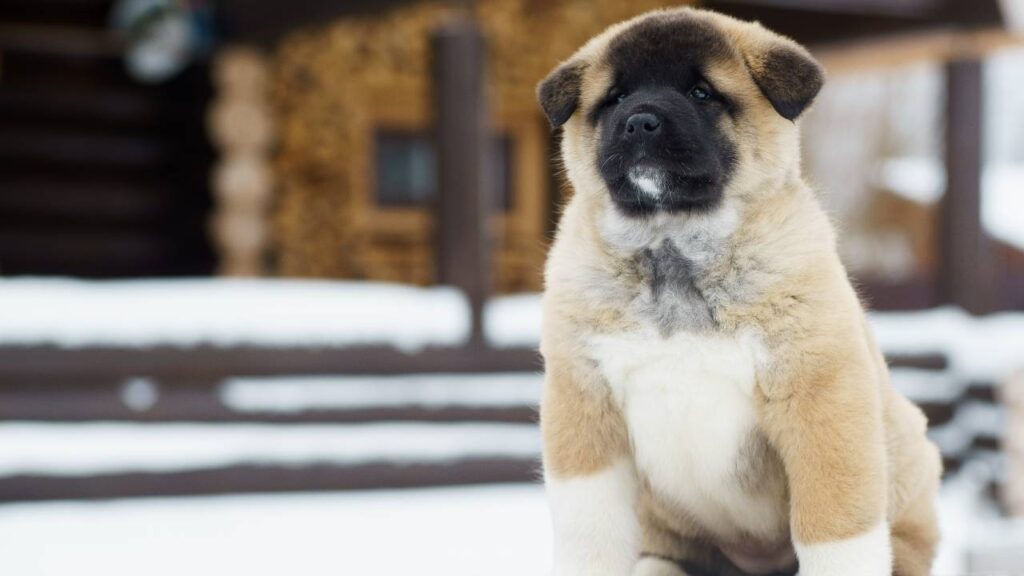 American Akitas typically have larger, heavier bones, and a more bear-like skull.