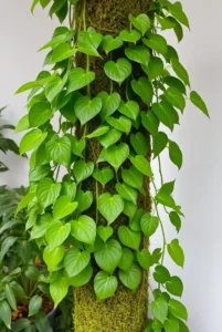 pothos climbing around moss pole