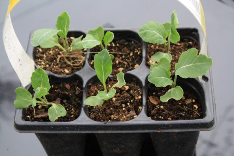 Top Fall Garden Vegetables This Year
