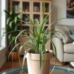 spider plant care