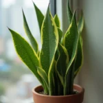 caring snake plant